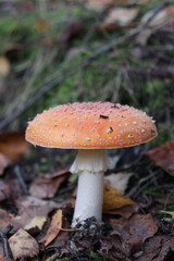 Close-Up of Orange Toadstool Mushroom in Forest