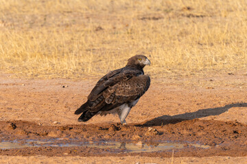 Martial eagle, Kgalagadi Transfrontier Park, South Africa