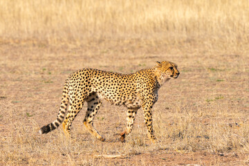 Cheetah hunting in Kgalagadi Transfrontier Park, South Africa