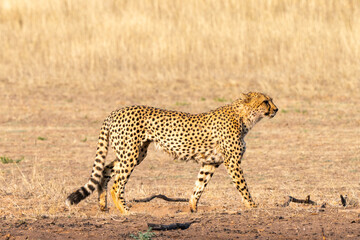 Cheetah hunting in Kgalagadi Transfrontier Park, South Africa