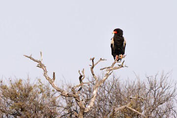 Bateleur eagle, Kgalagadi Transfrontier Park, South Africa.