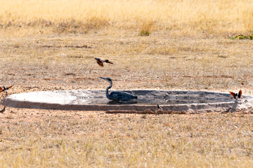 Black headed Heron, in Kgalagadi Transfrontier Park, South Africa