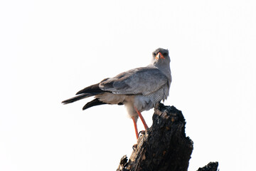 Pale chanting goshawk in Kgalagadi Transfrontier Park, South Africa