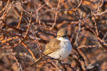 Marico flycatcher, in Kgalagadi Transfrontier Park, South Africa