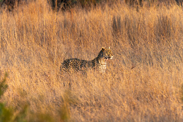 Leopard in Pilanesberg National Park, South Africa