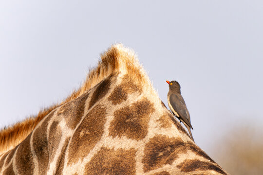 Red billed oxpecker in Kruger National Park, South Africa