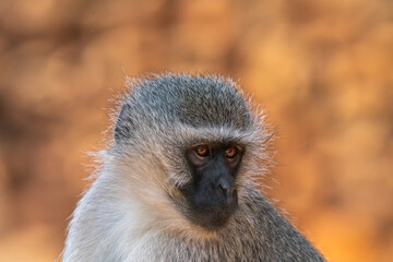 Close up of baboon, Kruger National Park, South Africa