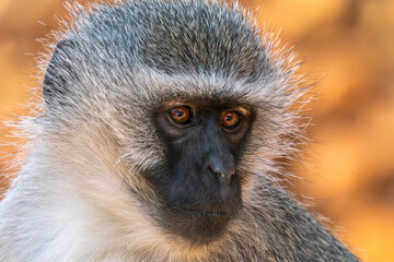 Close up of baboon, Kruger National Park, South Africa