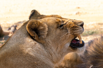 Close up of lioness, Kruger National Park, South Africa
