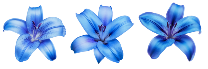 Set of lily blue flower, isolated  with clipping path, on a white background. beautiful lily, violet center. for design. Closeup. 