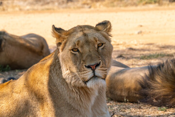 Close up of lioness, Kruger National Park, South Africa