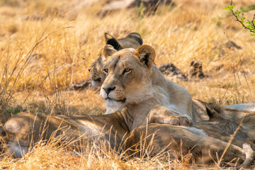 Close up of lioness, Kruger National Park, South Africa