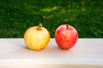 Apples of Haugmann to the left and Sävstaholm to the right, two apple species that often are planted together in Norway, as they work well together for pollinators.