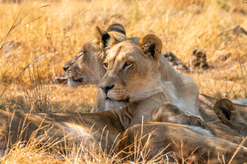 Close up of lioness, Kruger National Park, South Africa