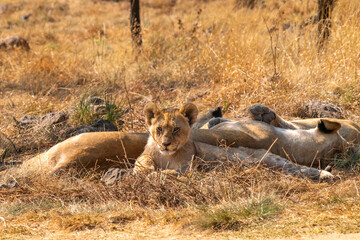 Close up of lion cub, Kruger National Park, South Africa