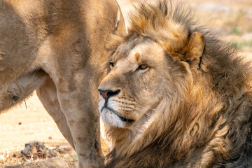 Close up of a lion, Kruger National Park, South Africa
