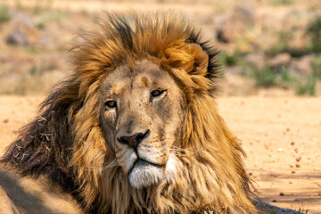 Close up of a lion, Kruger National Park, South Africa
