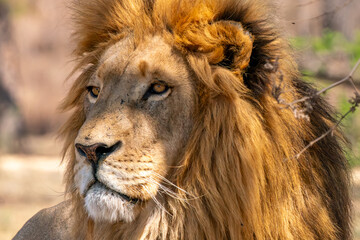 Close up of a lion, Kruger National Park, South Africa