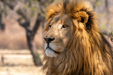 Close up of a lion, Kruger National Park, South Africa