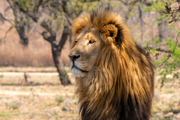 Close up of a lion, Kruger National Park, South Africa
