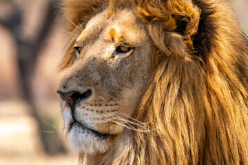 Close up of a lion, Kruger National Park, South Africa