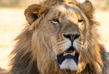 Close up of roaring lion, Kruger National Park, South Africa