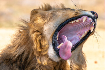 Close up of roaring lion, Kruger National Park, South Africa
