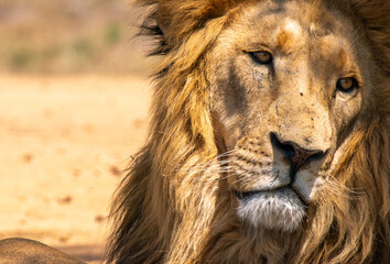 Close up of a lion, Kruger National Park, South Africa