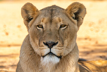 Close up of lioness, Kruger National Park, South Africa