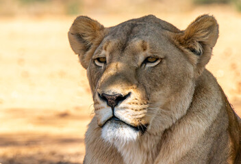 Close up of lioness, Kruger National Park, South Africa