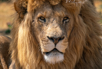 Close up of a lion, Kruger National Park, South Africa