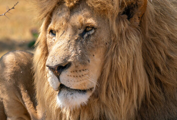 Close up of a lion, Kruger National Park, South Africa