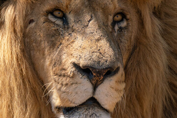 Fototapeta premium Close up of a lion, Kruger National Park, South Africa