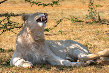 Jaws of roaring white lion, Kruger National Park, South Africa