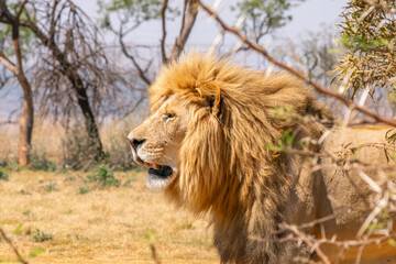 Obraz premium Close up of a lion, Kruger National Park, South Africa