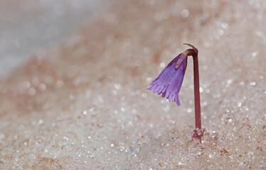Alpen-Glöckchen, Soldanella, Schweiz
