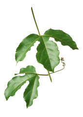 passion fruit plant leaves isolated white background, glossy textured evergreen with deep three lobed large passiflora edulis foliage with tendrils in selective focus and close-up view
