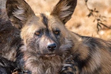 Fotobehang Hyena Close up of brown hyena, Kgalagadi Transfrontier Park, South Africa  © NICOLA