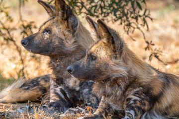 Close up of brown hyena, Kgalagadi Transfrontier Park, South Africa