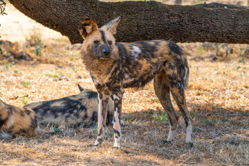 Close up of brown hyena, Kgalagadi Transfrontier Park, South Africa