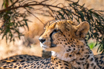 Close up of cheetah, Kgalagadi Transfrontier Park, South Africa