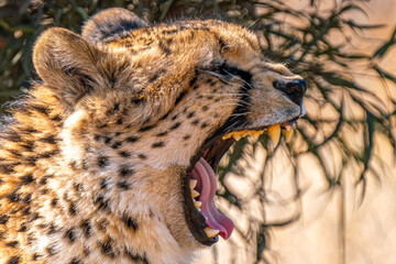 Close up of roaring cheetah, Kgalagadi Transfrontier Park, South Africa