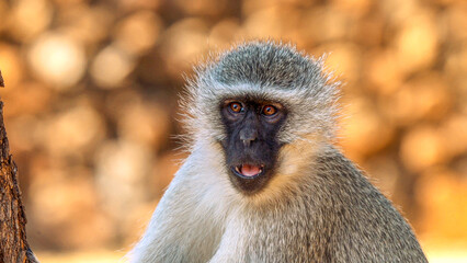 Close up of baboon, Kruger National Park, South Africa