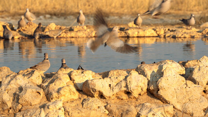 Cape Turtle Dove, in Kgalagadi Transfrontier Park, South Africa