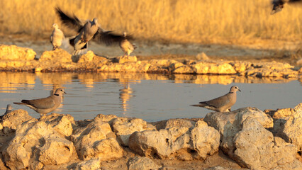 Cape Turtle Dove, in Kgalagadi Transfrontier Park, South Africa