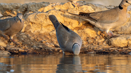 Cape Turtle Dove, in Kgalagadi Transfrontier Park, South Africa