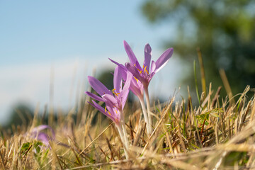 Purple autumn crocus, a herald of autumn and a harbinger of the coming winter, are the delicate...