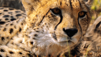 Close up of cheetah, Kgalagadi Transfrontier Park, South Africa