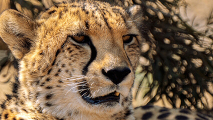 Close up of cheetah, Kgalagadi Transfrontier Park, South Africa
