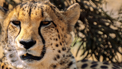 Close up of cheetah, Kgalagadi Transfrontier Park, South Africa